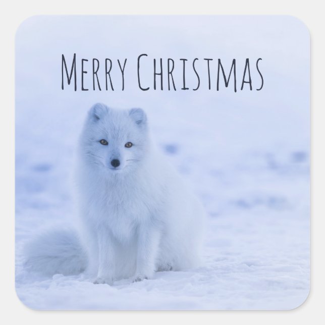 Sticker Carré Cute Arctic Fox sur Snowy Winter Arrière - plan (Devant)