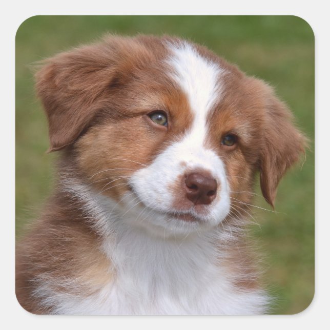 Sticker Carré Cute Berger Australien Puppy (Devant)