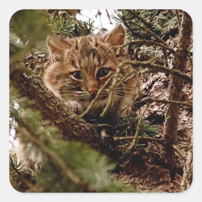 Sticker Carré Cute Bobcat Kitten dans un arbre (Devant)