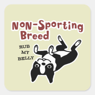Sticker Carré Cute Boston Terrier - race non sportive