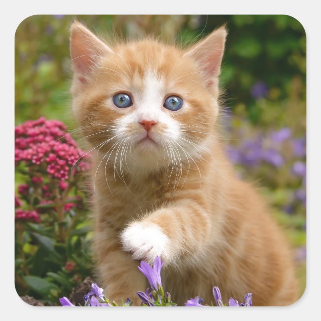 Sticker Carré Cute chaton gingembre dans un jardin (Devant)