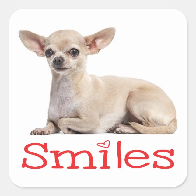 Sticker Carré Cute Chihuahua Maman Chien Chien Chien Chien Chien (Devant)