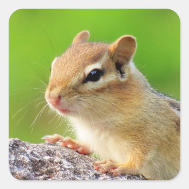 Sticker Carré Cute Chipmunk (Devant)