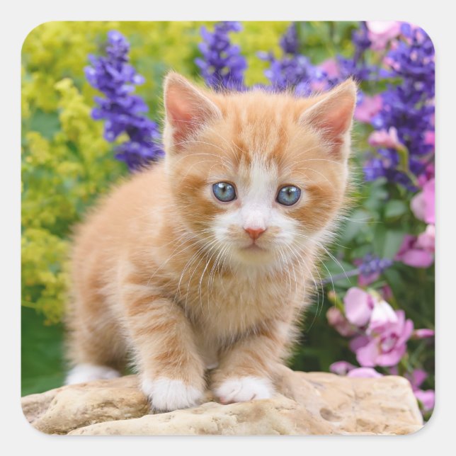 Sticker Carré Cute Ginger Chat Kitten dans un jardin fleuri Phot (Devant)