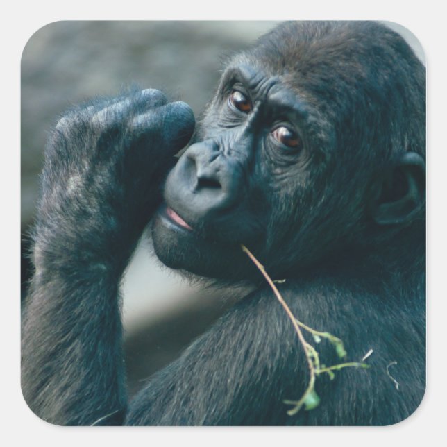 Sticker Carré Cute Gorilla avec les yeux brillants regarder cont (Devant)
