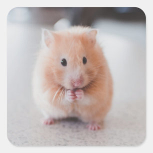 Sticker Carré Cute Hamster Aimer Animaux