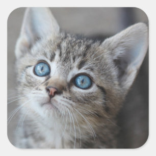 Sticker Carré Cute Kitten Dans Le Jardin