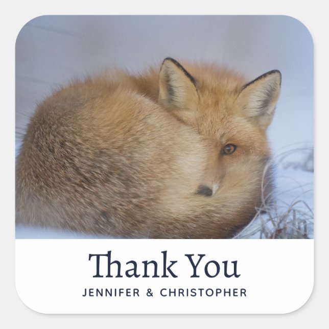 Sticker Carré Cute Little Fox Curling Up Winter Photo Anniversai (Devant)