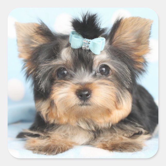 Sticker Carré Cute Little Tiny Yorkie Conception de la coupe (Devant)