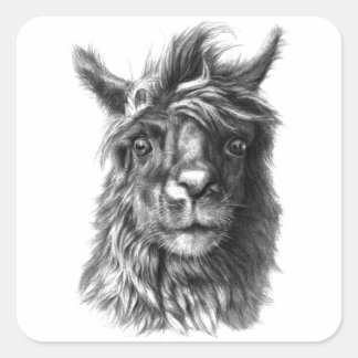 Sticker Carré Cute Llama portrait