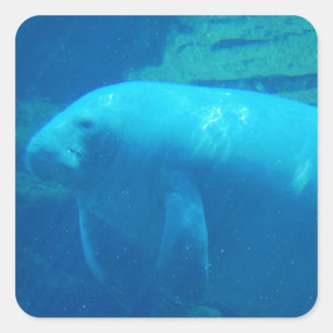 Sticker Carré Cute Manatee