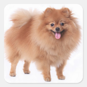 Sticker Carré Cute Pomeranian Maman Amoureux des chiens chiot Po