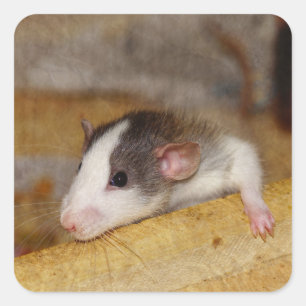 Sticker Carré Cute rat