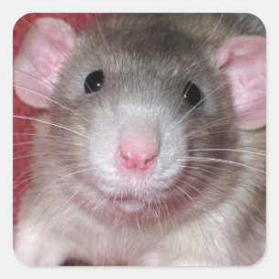 Sticker Carré Cute rat Dumbo
