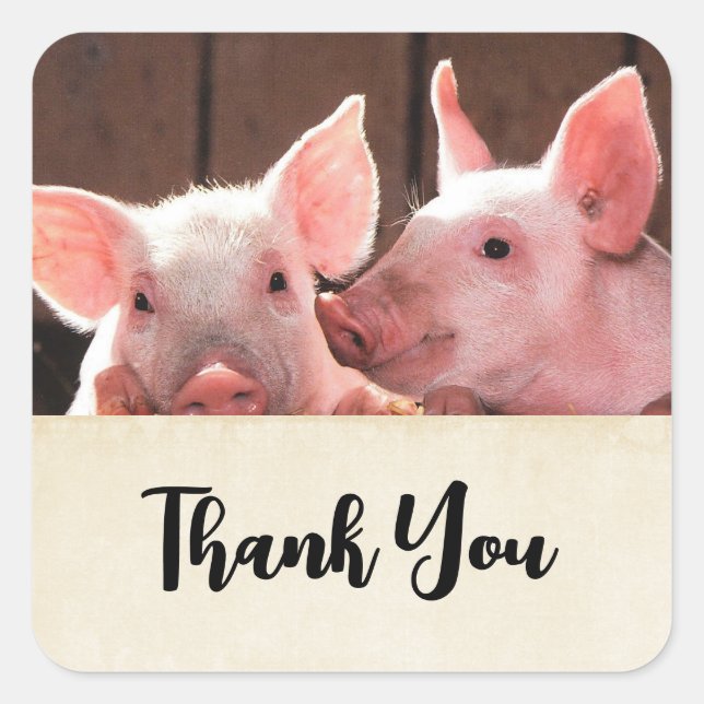 Sticker Carré Cute rose Piglets Merci photo animal (Devant)