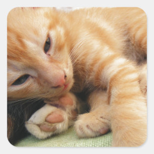 Sticker Carré Cute Tiger Stripe Kitten
