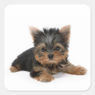 Sticker Carré Cute Yorkshire Terrier Puppy