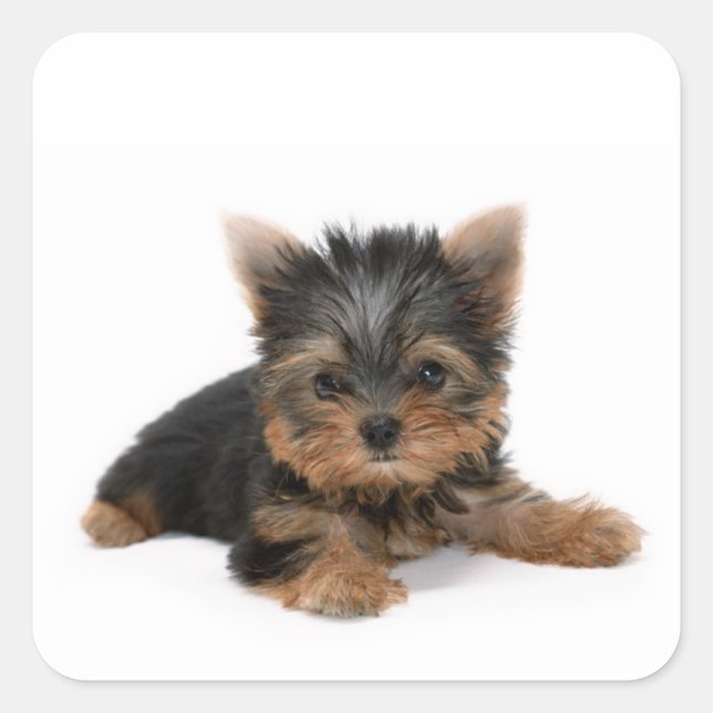 Sticker Carré Cute Yorkshire Terrier Puppy (Devant)