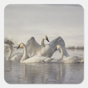 Sticker Carré Cygnes trompette dans la rivière Madison en hiver