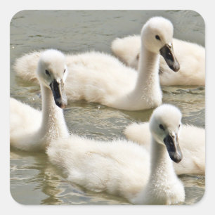 Sticker Carré Cygnets