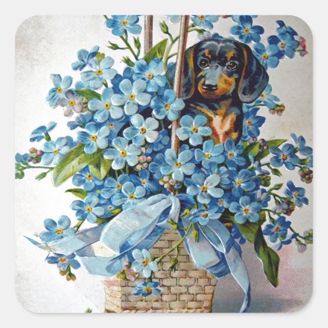 Sticker Carré Dachshund et Forget-Me-Nots (Devant)