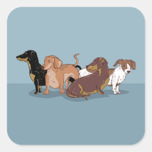 Sticker Carré Dachshunds