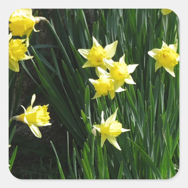 Sticker Carré Daffodiques de printemps (Devant)