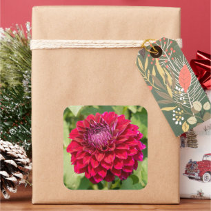 Sticker Carré Dahlia rose en fleurs