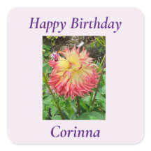 Dahlia rose et jaune