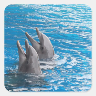 Sticker Carré Dauphins