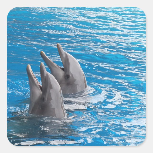 Sticker Carré Dauphins (Devant)