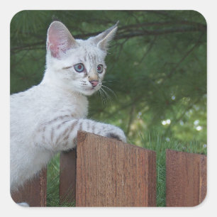 Sticker Carré de chats Savannah blanc
