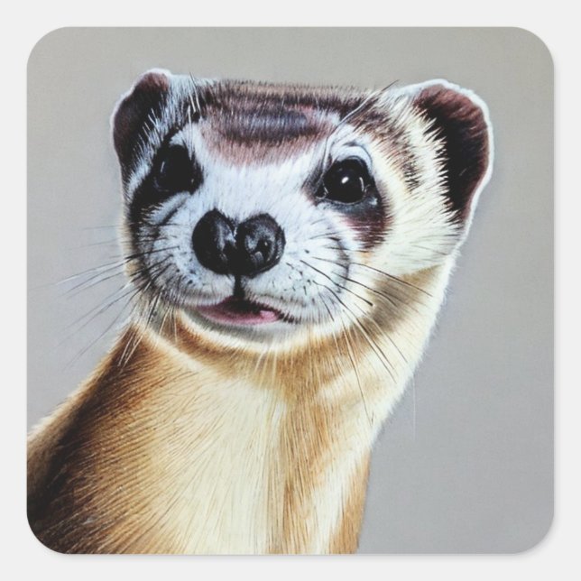 Sticker Carré de furet à pied noir (Devant)