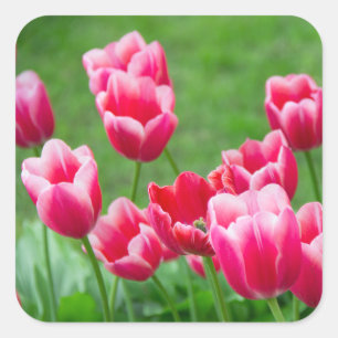 Sticker Carré De mignonnes tulipes écarlate dans le jardin