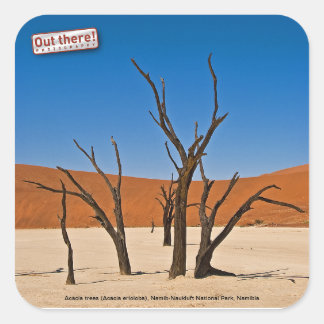 Sticker Carré Deadvlei