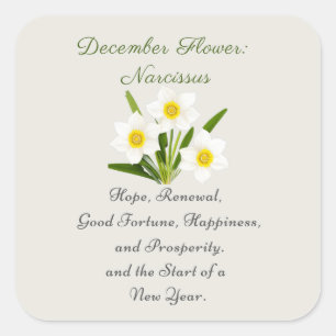 Sticker Carré Décembre Mois de naissance Fleur Narcisse Élégant
