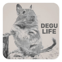 DEGU LIFE
