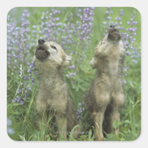 Sticker Carré Des Chiots Loups hurlent dans la prairie