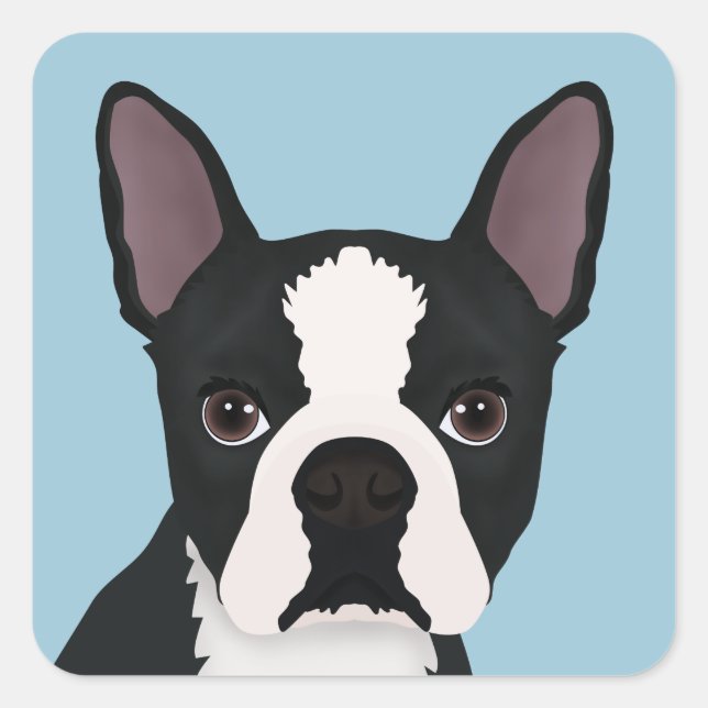 Sticker Carré dessin animé de boston terrier (Devant)