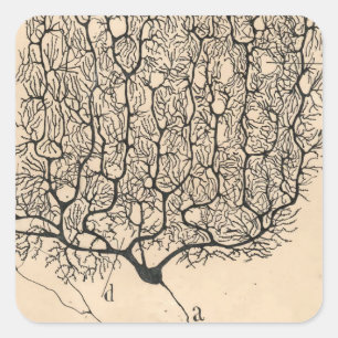Sticker Carré Dessin De Neuron Par Santiago Ramón Y Cajal
