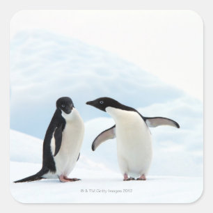 Sticker Carré Deux Adelie Penguins assis sur une feuille de glac