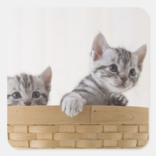 Sticker Carré Deux chatons à air court américains