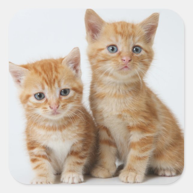 Sticker Carré Deux chatons adorables (Devant)