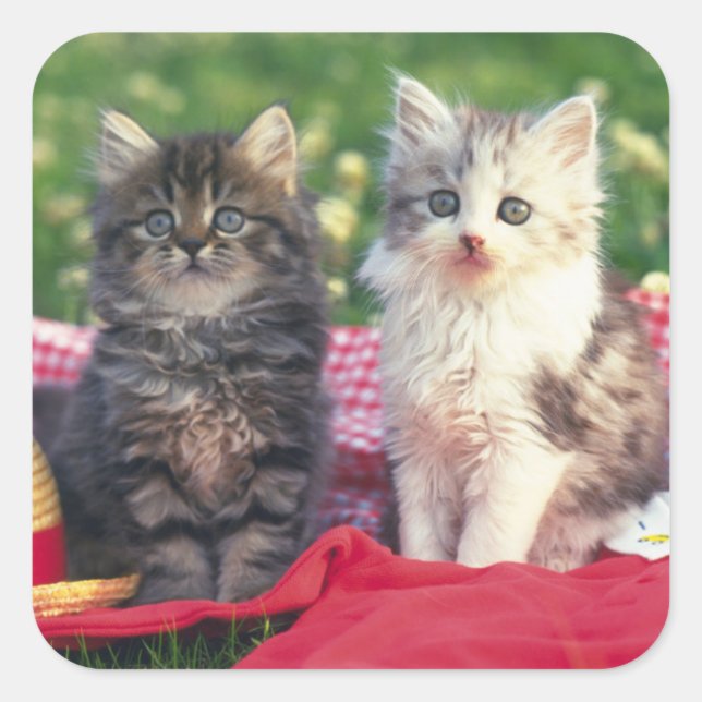 Sticker Carré Deux Chatons Assis Sur Une Couverture Rouge (Devant)