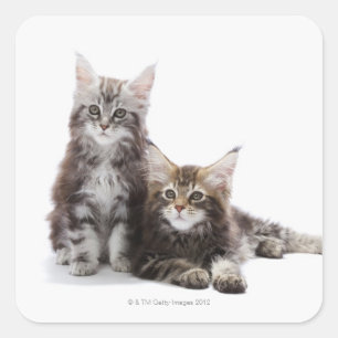 Sticker Carré Deux chatons du chat coon du Maine