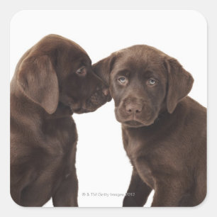 Sticker Carré Deux chiots au chocolat Labrador Retriever