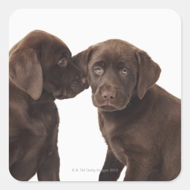 Sticker Carré Deux chiots au chocolat Labrador Retriever (Devant)