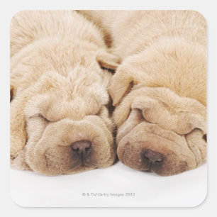 Sticker Carré Deux chiots Shar Pei dorment