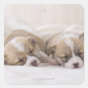 Sticker Carré Deux Corgi gallois dormant