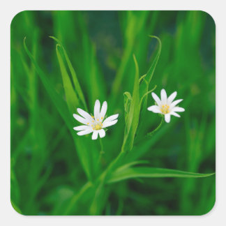 Sticker Carré deux fleurs blanches sur une prairie verte
